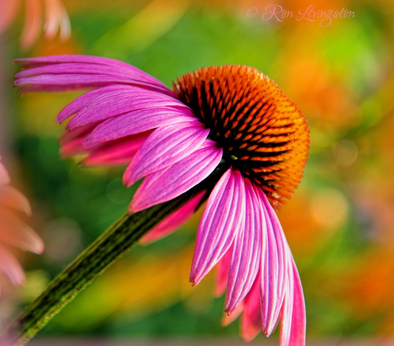 Coneflower Pink