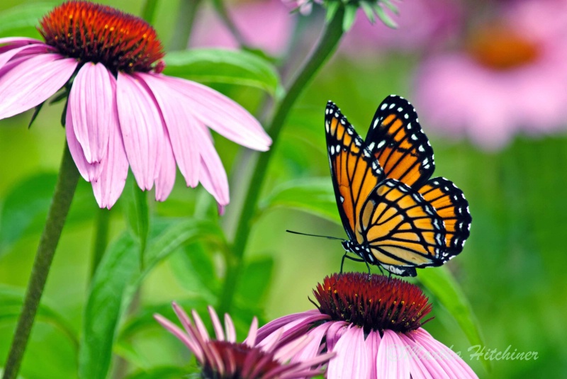Viceroy Butterfly and Coneflowers
