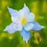 © Sheila Babbie PhotoID # 14832604: Columbine Squared