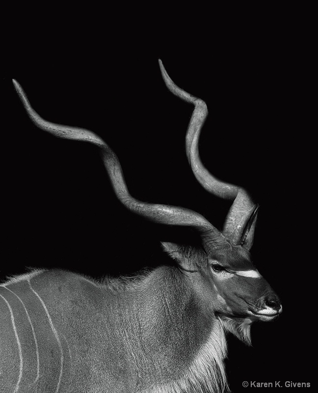 Male Kudu