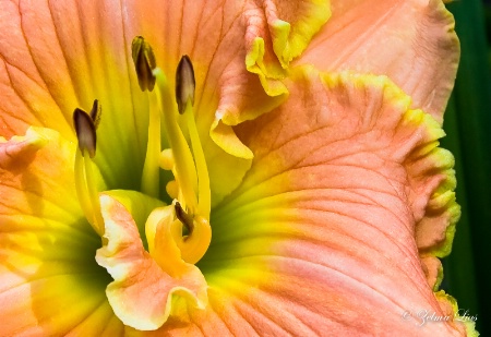 Delicate Pastel Daylily