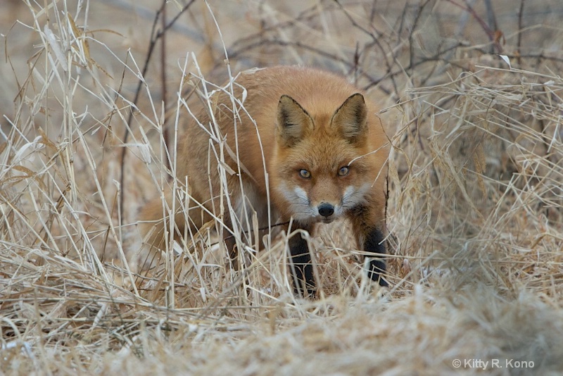 In the Eye of the Fox - ID: 14832724 © Kitty R. Kono
