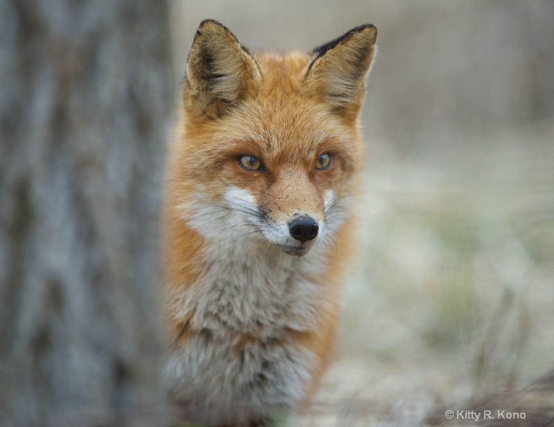 Fox by the Tree - ID: 14832731 © Kitty R. Kono