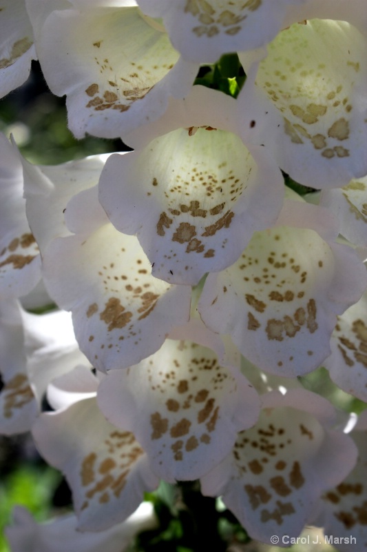 White foxglove at Roger's Gardens