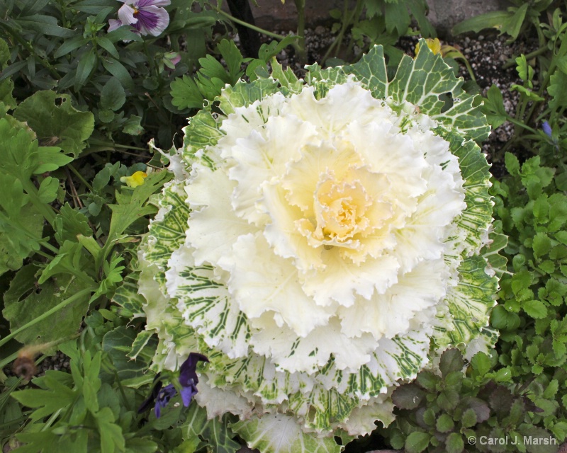 Flowering kale