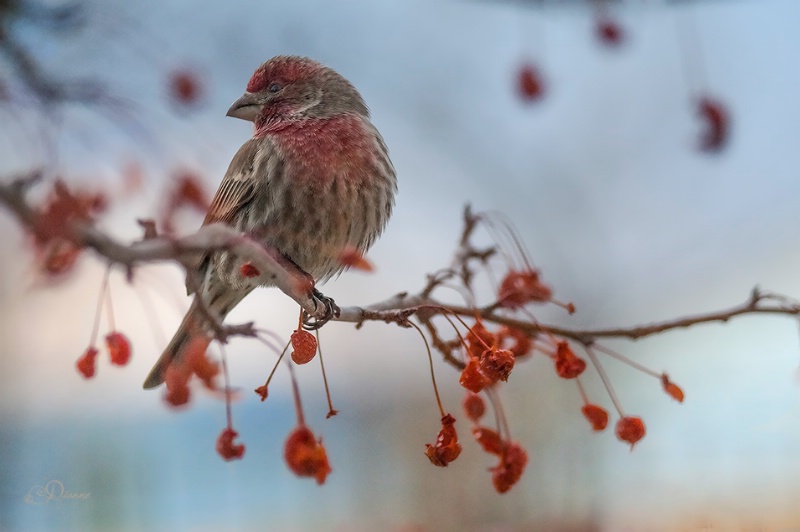 No More Crabapples