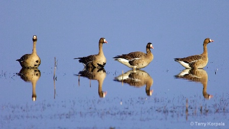 A Quartet of Greater White-fronted Geese