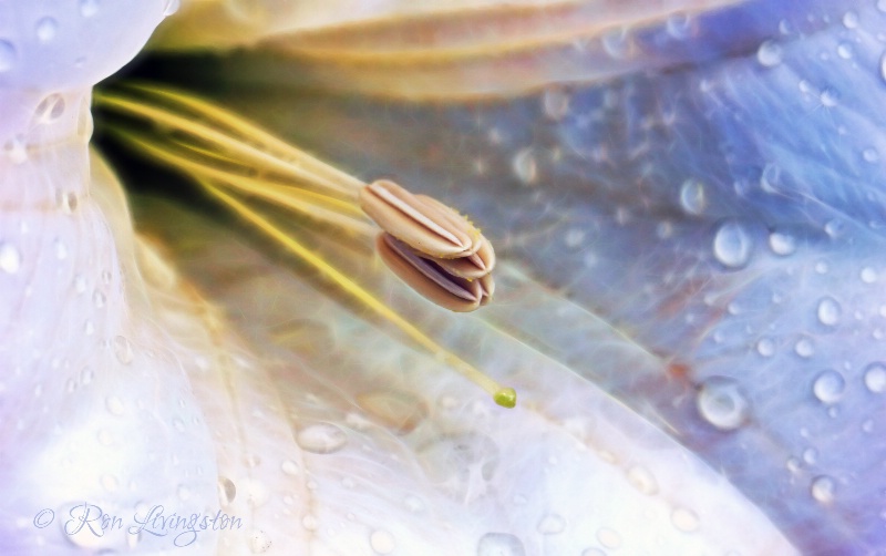 Moonflower Magic