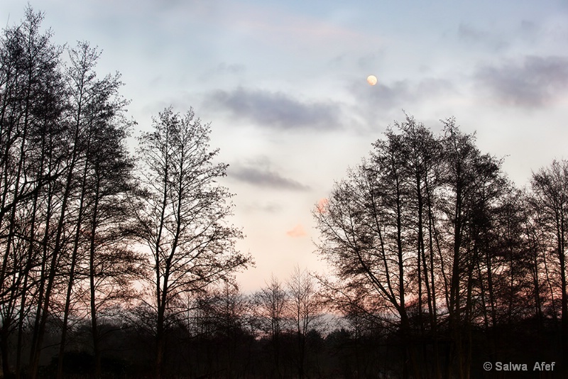 Moon Rise