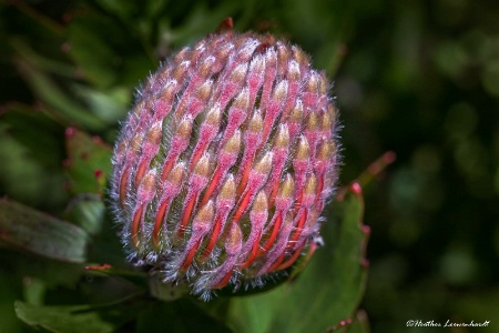 Budding Pincushion Protea