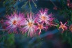 Pink Dusters
