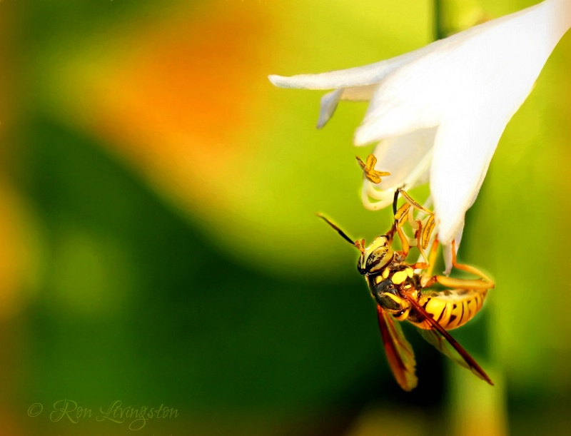 Yellow Jacket Wasp