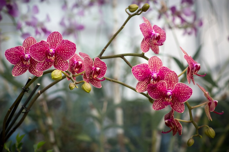 Candy stripe Orchids at the gardens