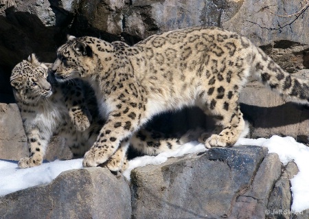Mother & Son Playing!!  Snow Leopard's