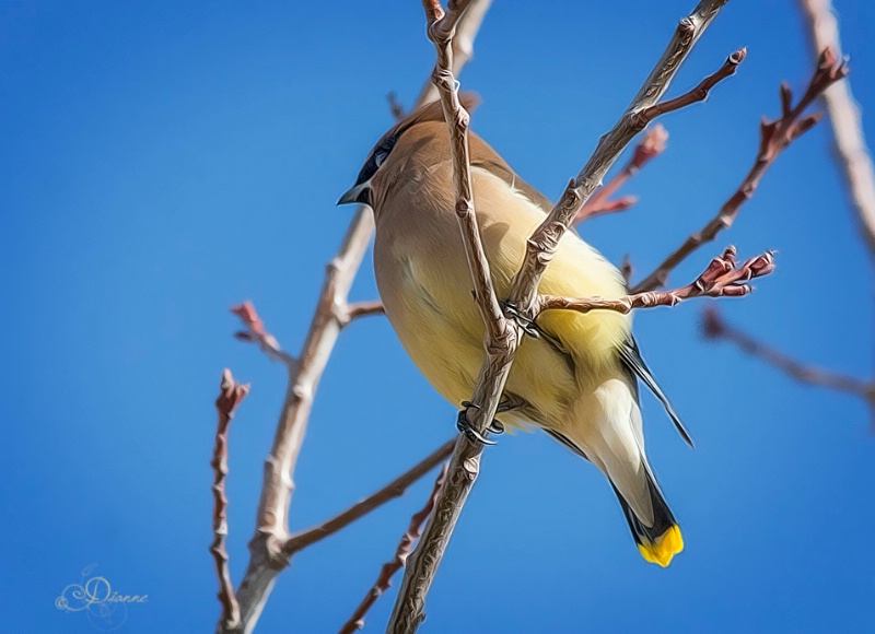 Waxwing View