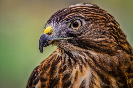 Broad-shouldered Hawk