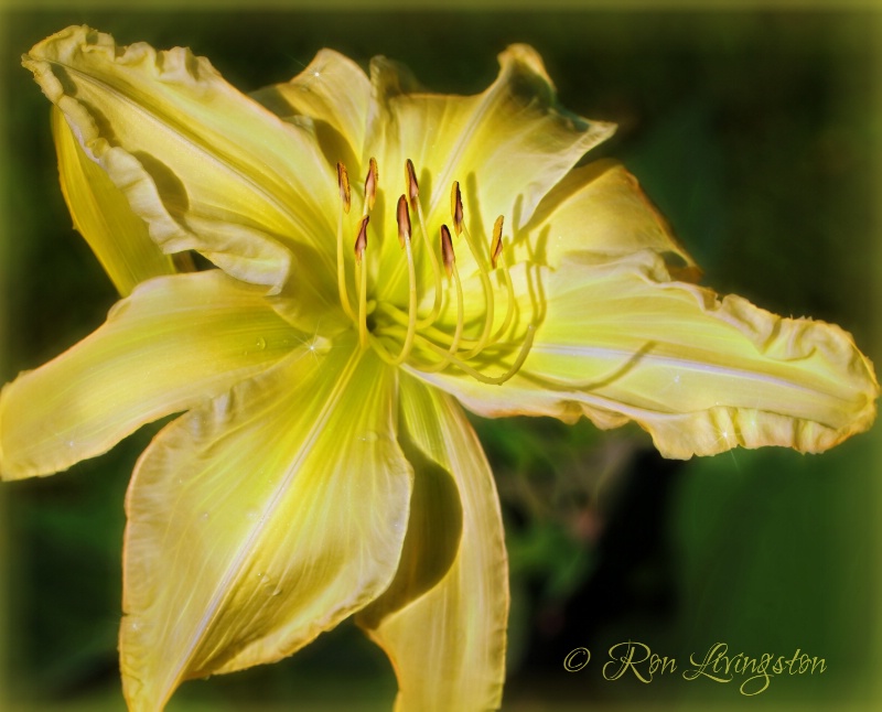 Yellow Hybrid Daylily 