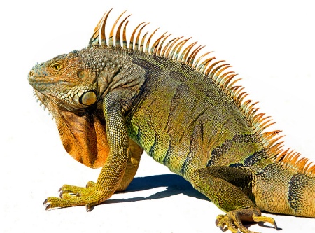 Low-spirited Iguana