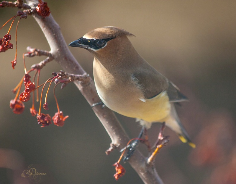 Cedar Waxwing