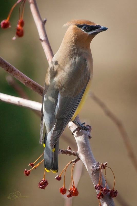 Cedar Waxwing