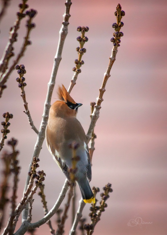 Cedar Waxwing