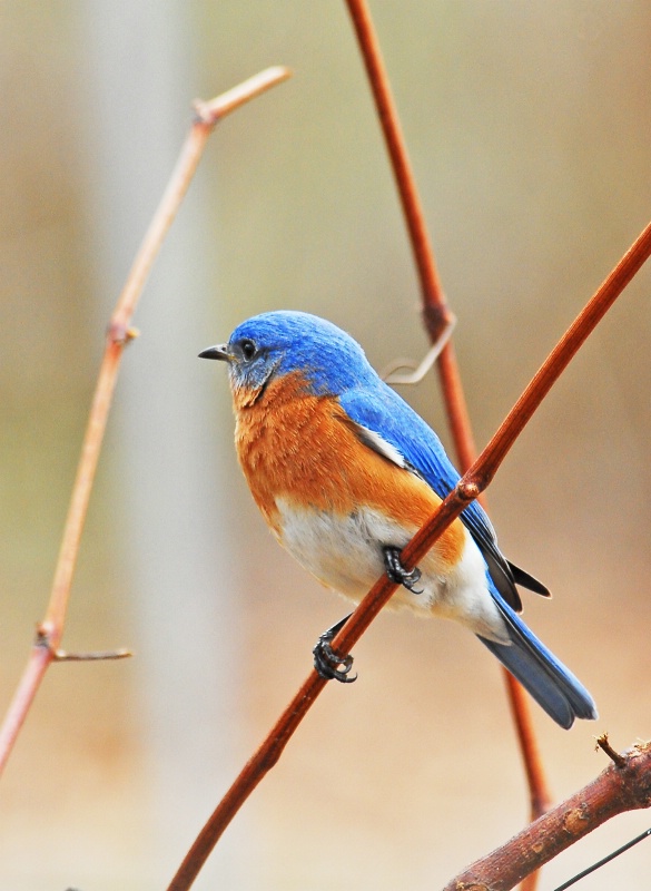 Eastern Bluebird