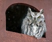 My Little Screech...