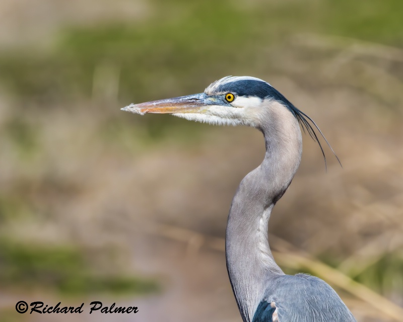 Heron Headshot