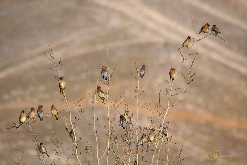 Visiting Waxwings