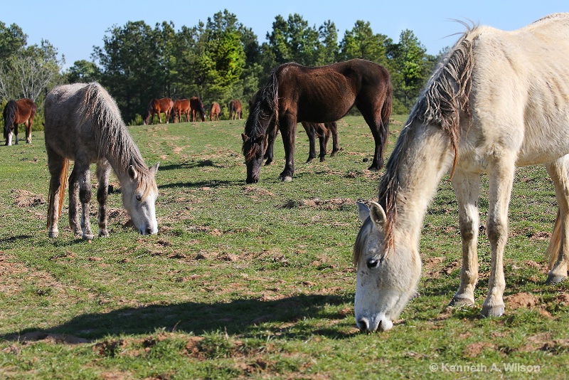 Wild Horses - ID: 14834590 © Kenneth A. Wilson