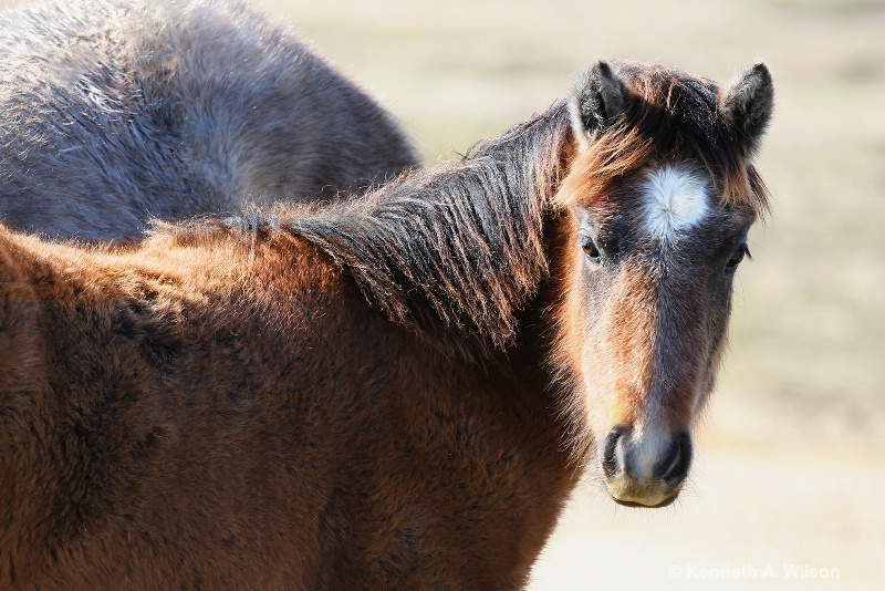 Young Mare - ID: 14834591 © Kenneth A. Wilson