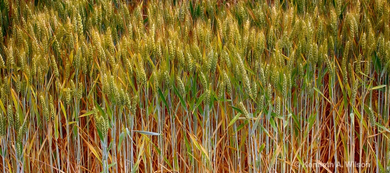 Red Wheat  - ID: 14834605 © Kenneth A. Wilson