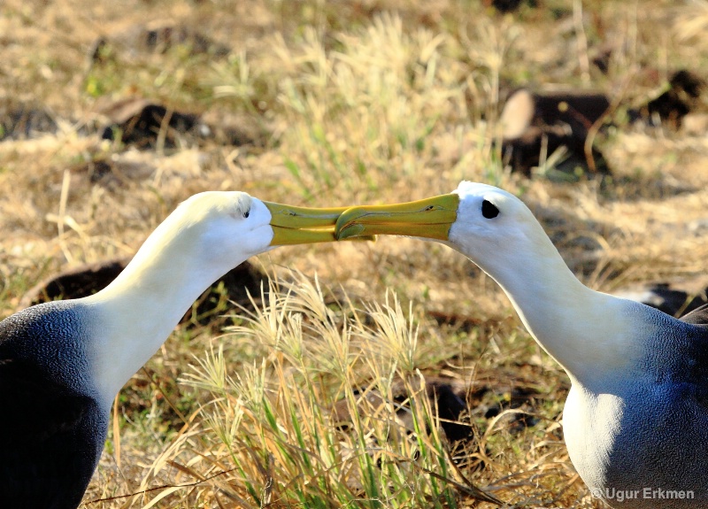 Love actually, waved albatrosses