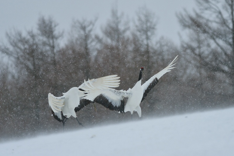 Dancing cranes in snow