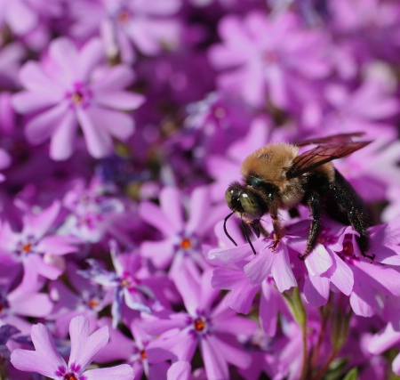 Bee on Creeping Phlox