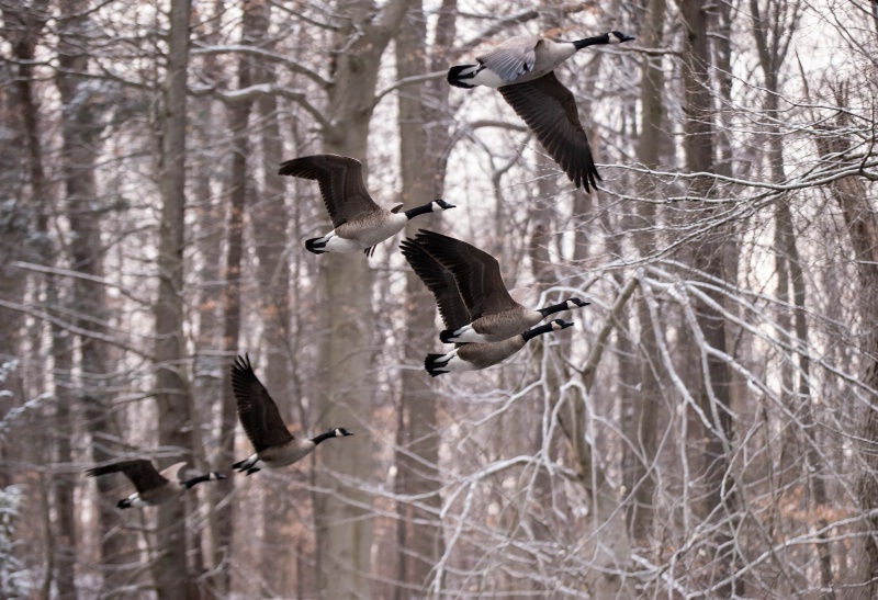 Flying Geese