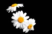 Flower, take 67