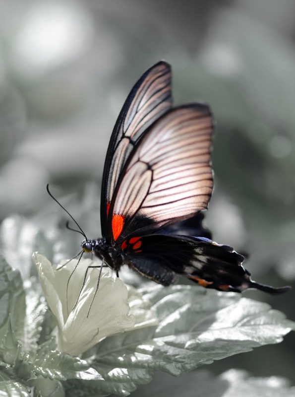 Butterfly on Ivory Flower
