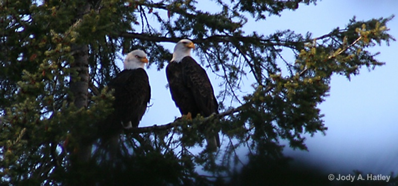 2 Eagles in a Tree - ID: 14834949 © Jody A. Hatley