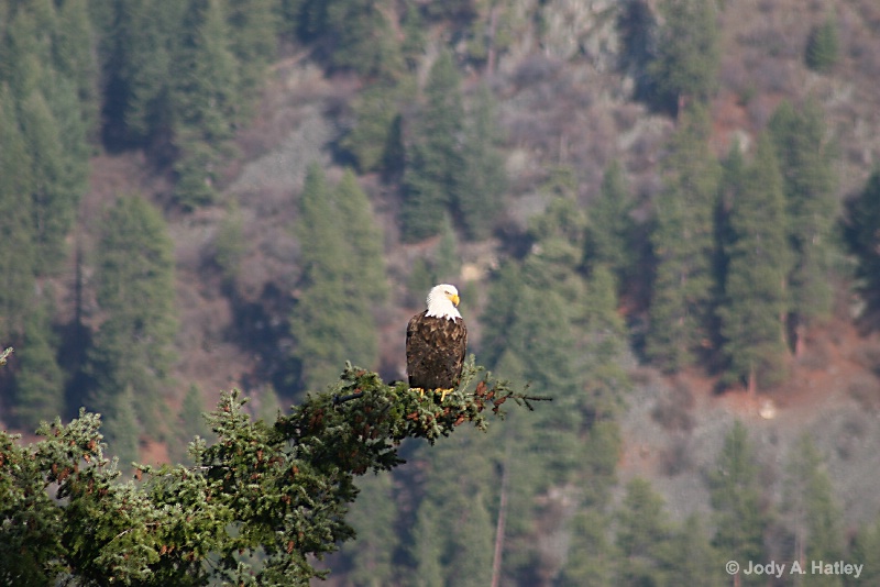 Bald Eagle - ID: 14834950 © Jody A. Hatley