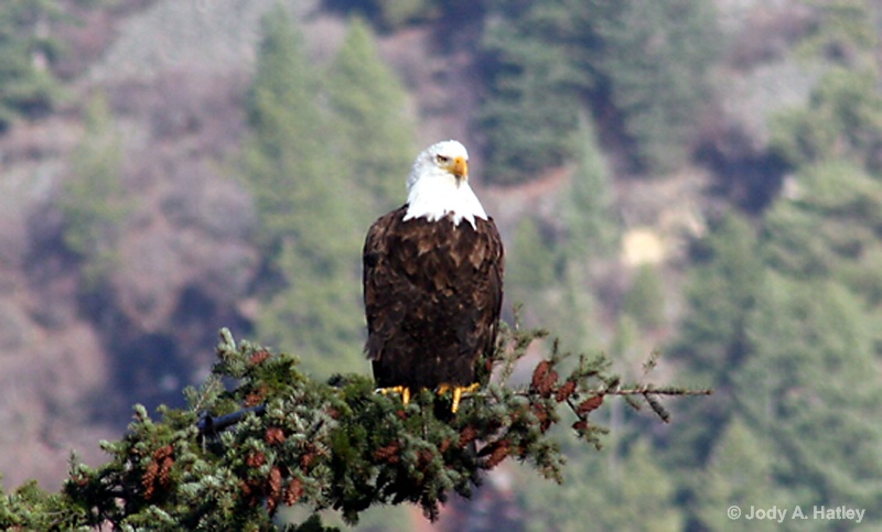 Eagle Closeup - ID: 14834953 © Jody A. Hatley