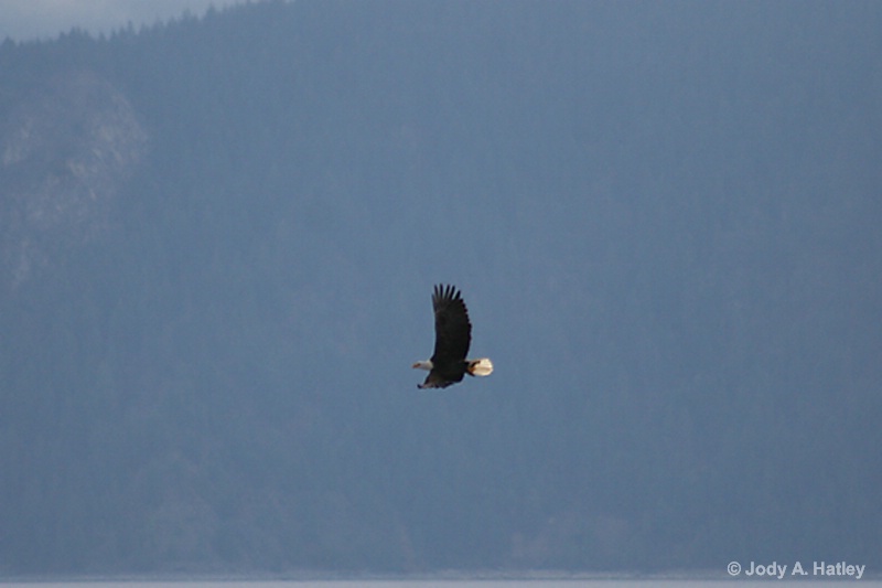 Eagle in Flight - ID: 14834954 © Jody A. Hatley