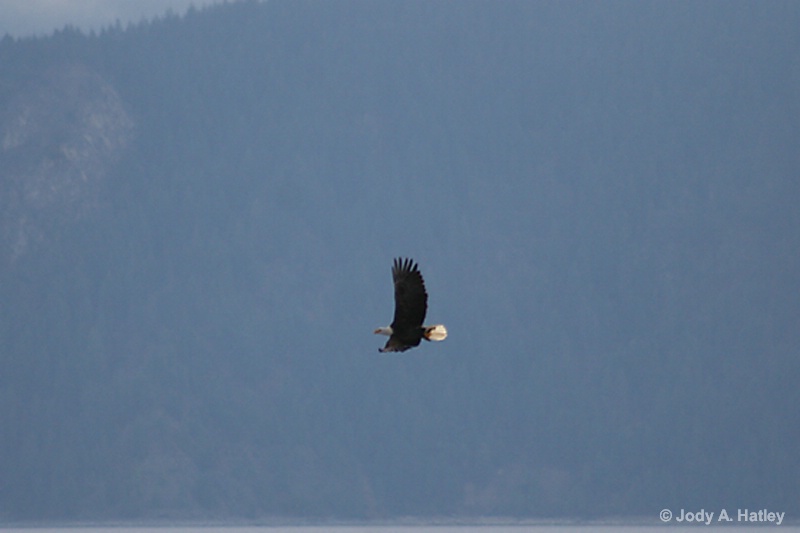 Eagle in Flight - ID: 14834954 © Jody A. Hatley