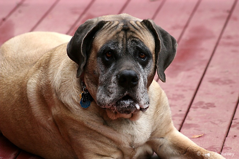 Lexi - ID: 14834958 © Jody A. Hatley