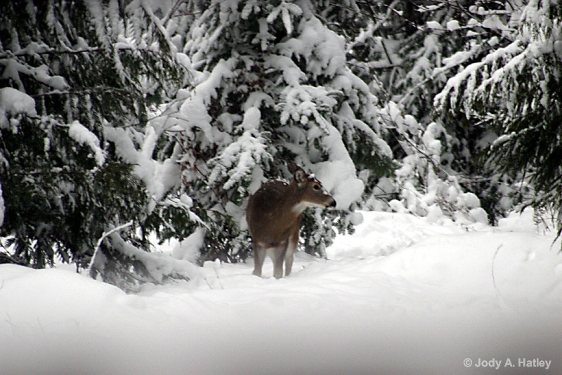 Snowed in - ID: 14834963 © Jody A. Hatley