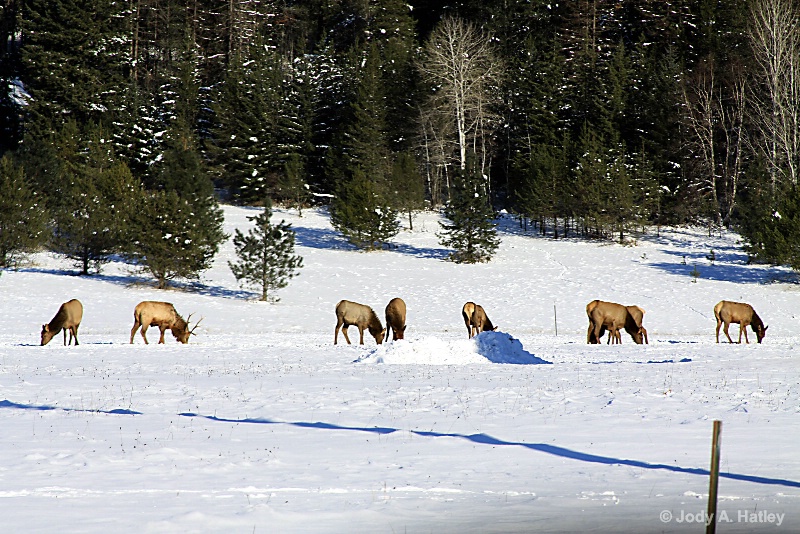 New Year's Eve lunch - ID: 14834974 © Jody A. Hatley