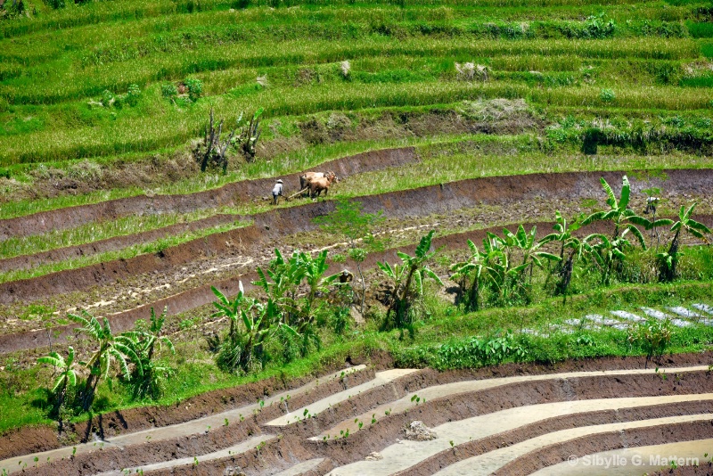 Rice fields at Selogriyo, Java - ID: 14834997 © Sibylle G. Mattern