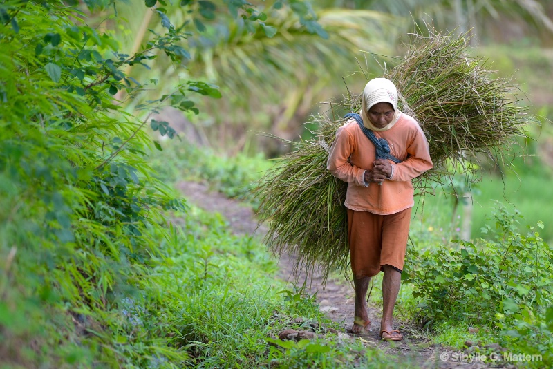 Carrying rice straw down from the steep hills - ID: 14834998 © Sibylle G. Mattern