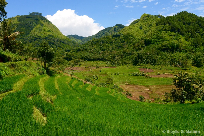 Selogriyo valley, Java - ID: 14835001 © Sibylle G. Mattern