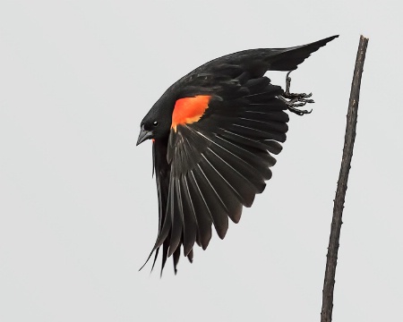 Flight Of The Redwing